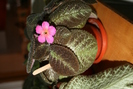 episcia4