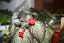 episcia3