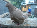 DSCN4589