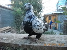 DSCN4483