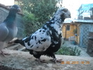 DSCN4485