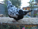 DSCN4486