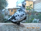 DSCN4487