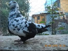 DSCN4489