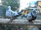 DSCN4493