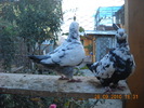 DSCN4494