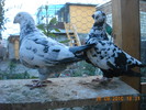 DSCN4497