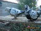 DSCN4504