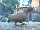 DSCN4557
