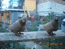 DSCN4564