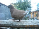 DSCN4566