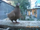 DSCN4569