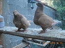 DSCN4572