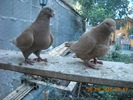 DSCN4582