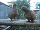 DSCN4584