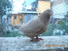 DSCN4586