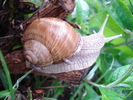 Garden Snail_Melc (2010, May 21)