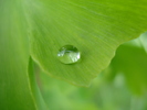 Rain drop (2010, May 22)