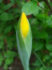 Yellow iris (2010, May 23)