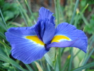 Blue iris (2010, May 28)