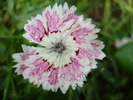 Dianthus chinensis (2010, June 20)