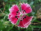 Dianthus chinensis (2010, August 07)