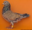 magnan pe galben(dorato)
