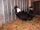 Picture 003
