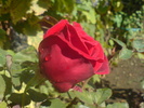 DSC07335