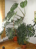 filodendron