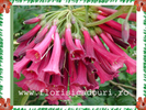 Iochroma_cyanea_676