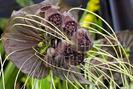 JLY2985_TACCA_AAMEYRI