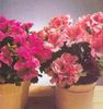 Pelargonium_Domesticum_(Muscata_cu_flori_mari)
