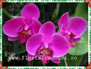 Phalaenopsis_781