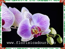 Phalaenopsis_782