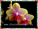Phalaenopsis_784