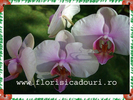 Phalaenopsis_785