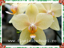 Phalaenopsis_786