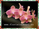 Phalaenopsis_787
