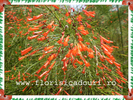 Russelia_equisetiformis_403