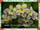 Streptocarpus_x_hybridus_465