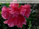 trandafir-chinezesc-hibiscus-roz-batut-bioproduct-300x225