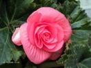 73217934begonia-gabi-jpg