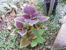 Coleus .... in gradina