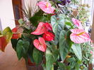 Anthurium