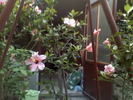 hibiscus roz  deschis  simplu