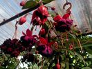 Pic0526120