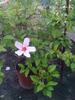 hibiscus alb simplu