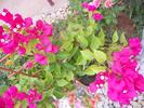 bougainvillea ciclamen