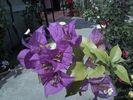 bougainvillea mov inchis